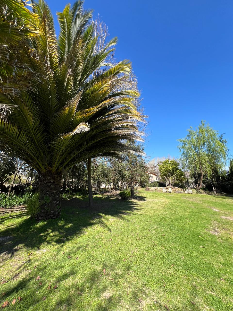 Palmera y césped en los jardines
