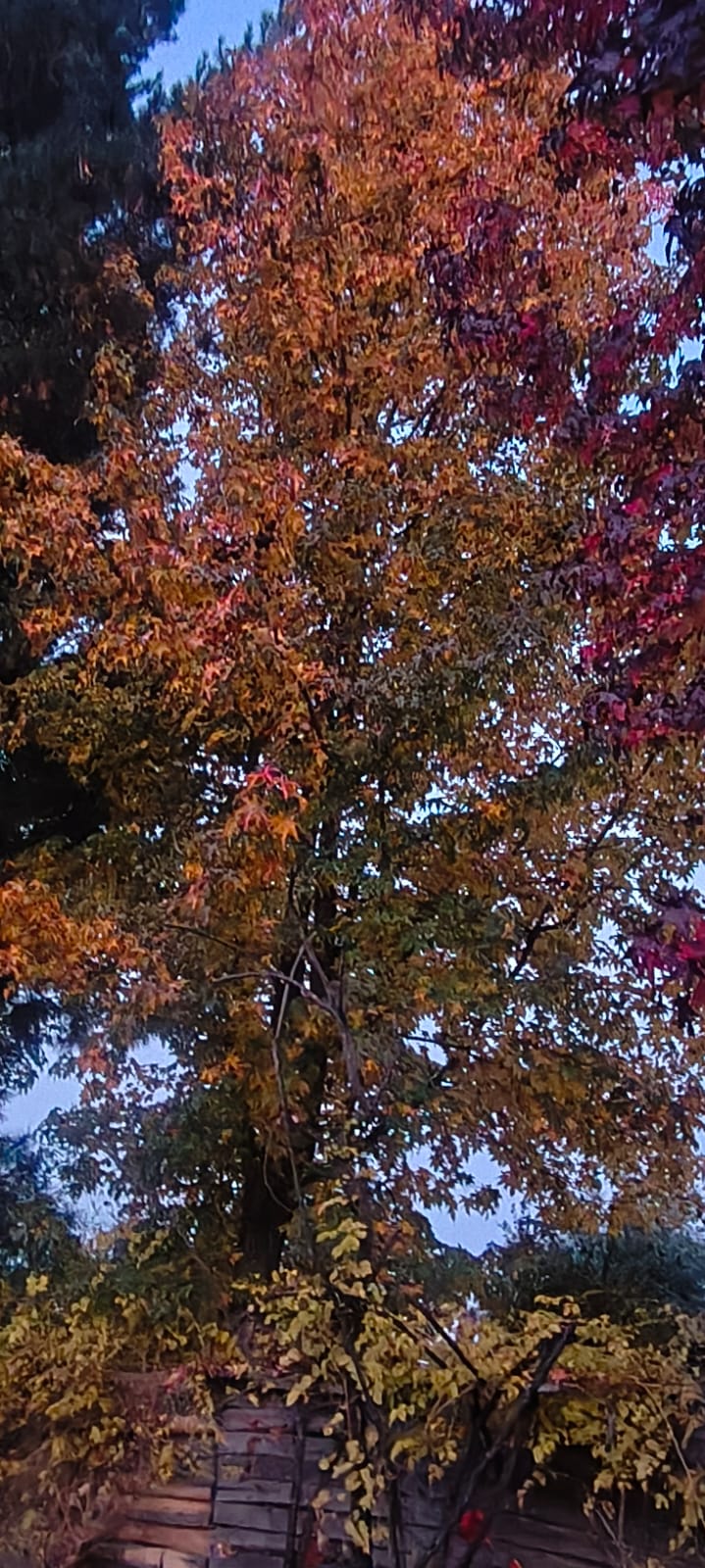 Árbol con hojas anaranjadas en Monteverde