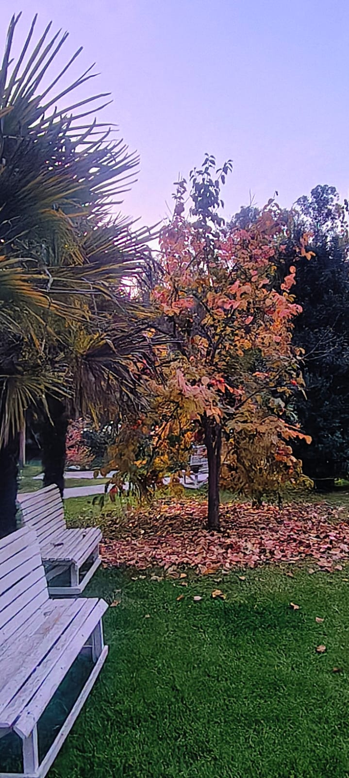 Bancas junto a un árbol con hojas de otoño