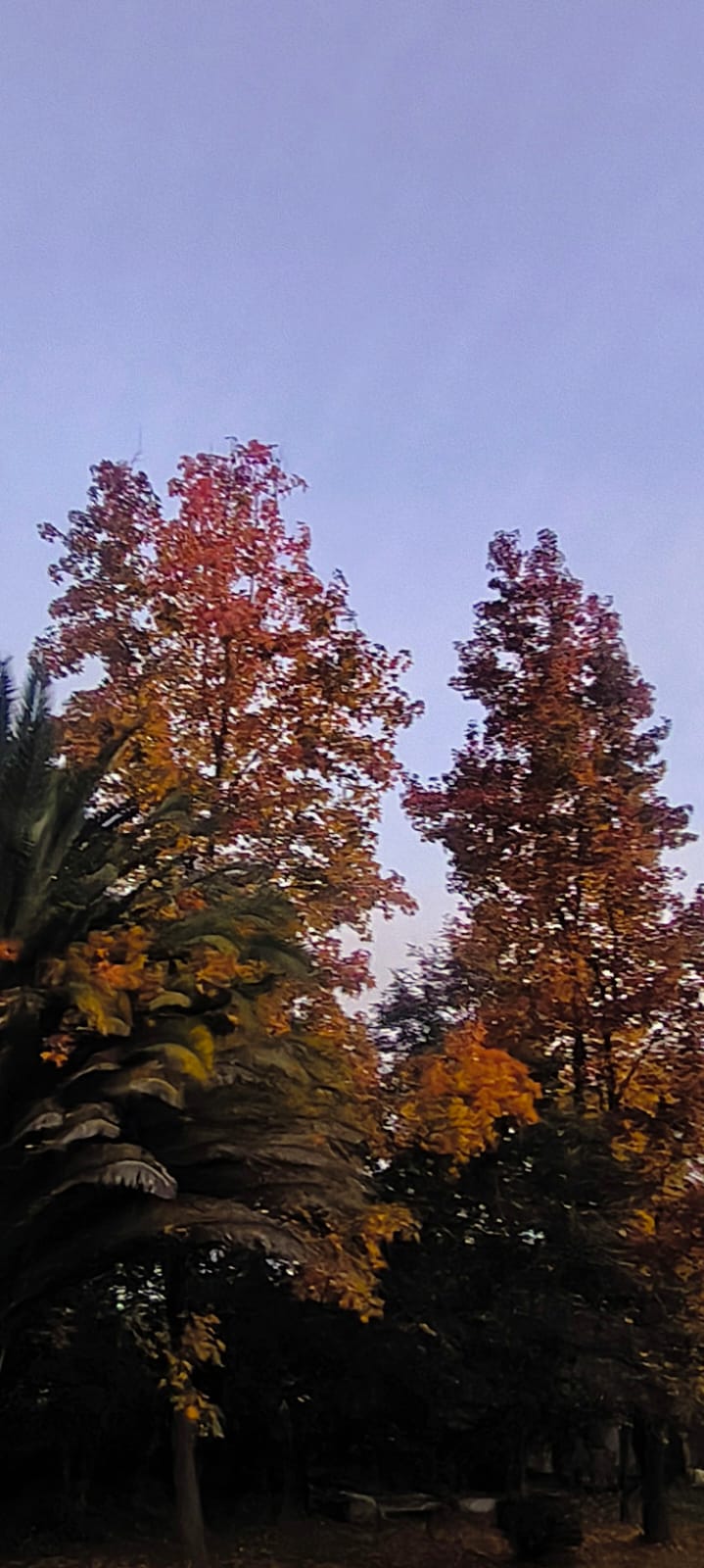 Árboles de otoño junto a las palmeras