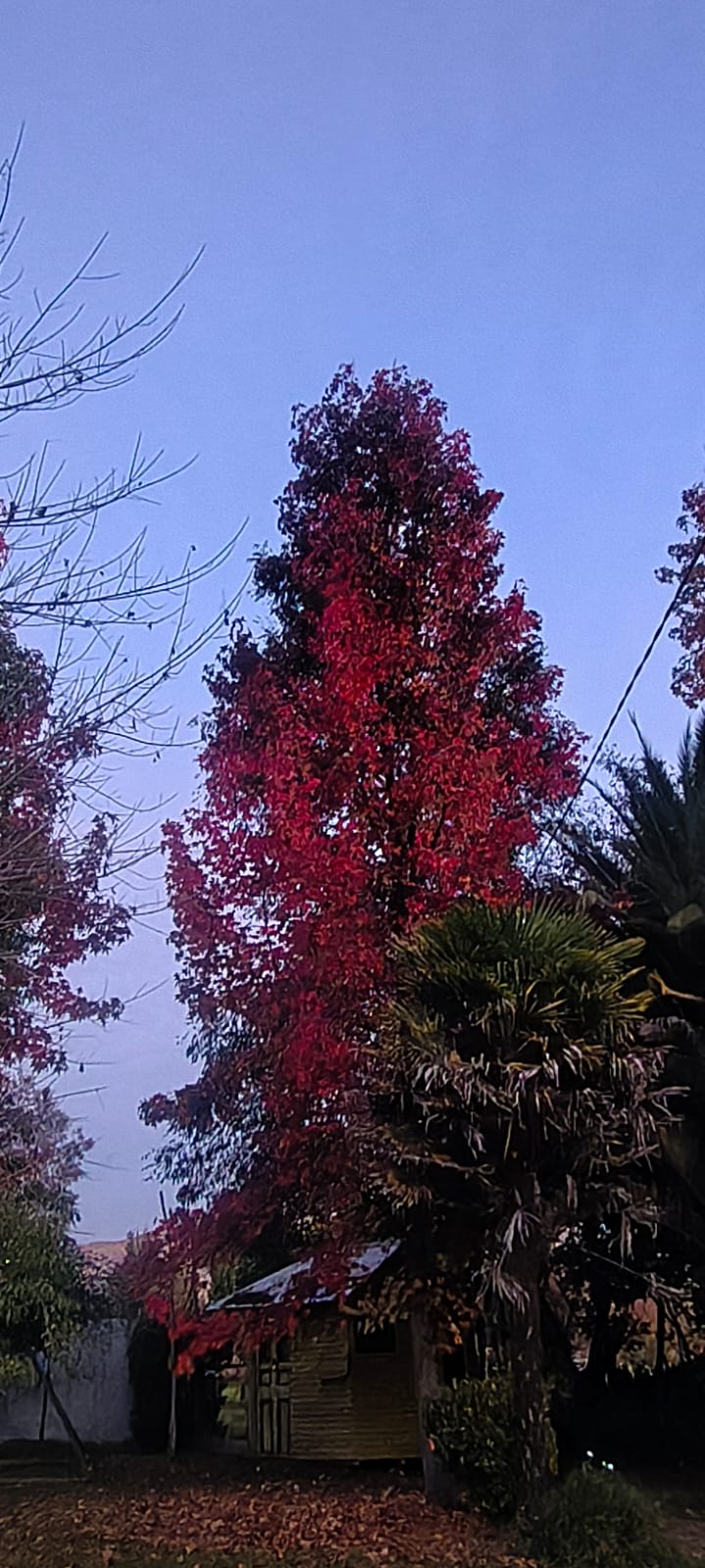 Árbol de hojas rojas junto a una construcción de madera